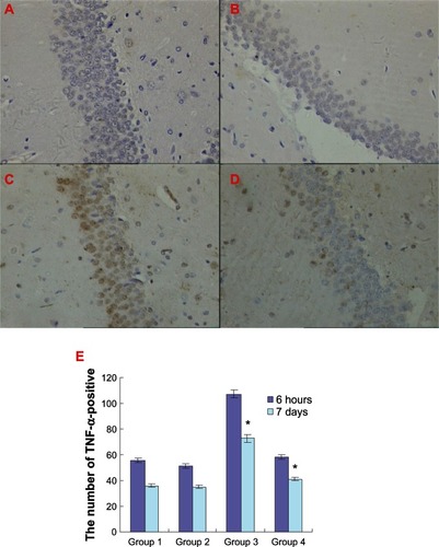 Figure 5 Atorvastatin attenuated TNF-α expression in hippocampus of the Aβ1-42-treated rat. The upper panel shows TNF-α-positive cells in rat hippocampus, detected by immunohistochemistry on day 7 after Aβ injection (original magnification × 400). (A) Control group (group 1), (B) atorvastatin control group (group 2), (C) AD group (group 3), and (D) atorvastatin-treated AD group (group 4). (E) The lower panel shows the number of TNF-α-positive cells counted in the rat hippocampus.