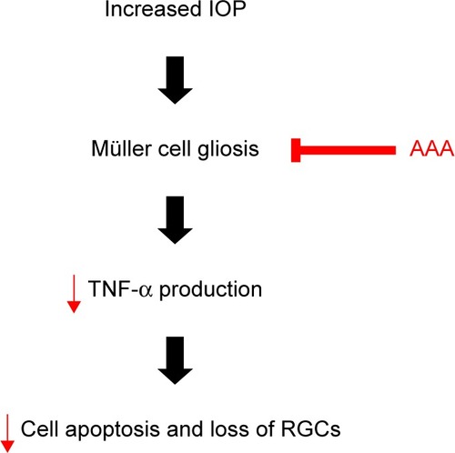 Figure 5 A schematic flow chart of AAA protection in the rat model of AOH.