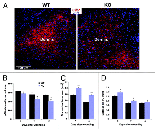Figure 3. Differentiation of fibroblasts into myofibroblasts is reduced during the wound healing process in Nesprin-2 KO mice. (A) Differentiated myofibroblasts were identified by staining for α smooth muscle actin (α-SMA) as shown for day 7. Scale bar, 100 μm. (B) α-SMA staining was quantified as intensity per unit area. The intensity per unit area at 7 and 10 d after wounding differed significantly (*p < 0.05) (n = 2–3 sections per animal, 4–5 animals per time point per strain) between WT and Nesprin-2 KO mice. (C) Granulation tissue area was measured at 7 and 10 d (**p < 0.001). Larger granulation tissue area indicates slower wound contraction (n = 2–3 sections per animal, six animals per time point per strain). (D) Increased distance between the panniculus carnosus (PC) in KO wounds is also indicative of retarded wound contraction (*p < 0.05) (n = 2–3 sections per animal, 6 animals per time point per strain).