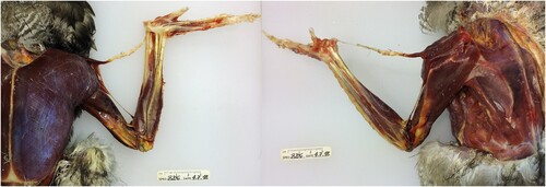 Figure 1. Flight muscles of the left-hand body side of a male Goshawk from a ventral (left) and a dorsal (right) view after skinning, prior to dissection.