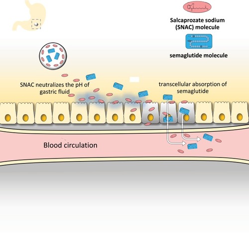 Figure 2 The mechanism of absorption of semaglutide and SNAC coformulation tablet. After digestion, the tablet is rapidly eroded and releases high concentrated amount of SNAC. SNAC neutralizes the acidic environment in the stomach by which semaglutide is protected from enzymatic degradation. In addition, SNAC also promotes monomerization of semaglutide and increases lipid membrane fluidity of gastric epithelium cells, leading to transiently enhancing semaglutide absorption via transcellular pathway without affecting tight functions. Data modified from Refs. Citation29 and Citation37.