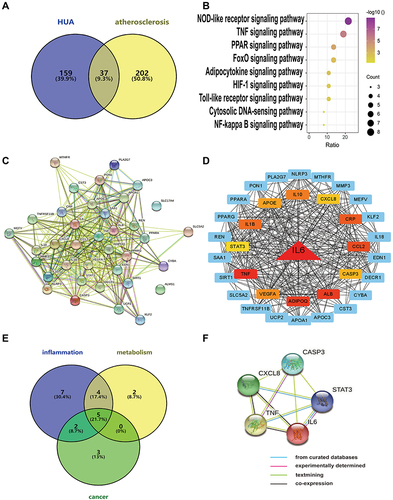 Figure 3 Potential pathogenesis of hyperuricemia on coronary atherosclerosis. (A) The Venn diagram of both hyperuricemia targets and coronary atherosclerosis targets. (B) Bubble chart of the top 9 signaling pathways screened by using the KEGG enrichment analysis. (C) Protein-protein interaction and gene co-expression network. (D) Hub genes were determined using the STRING and Cytoscape software. (E) Venn diagram showing the overlap genes between three types of pathways. (F) Protein-protein interaction and gene co-expression network.