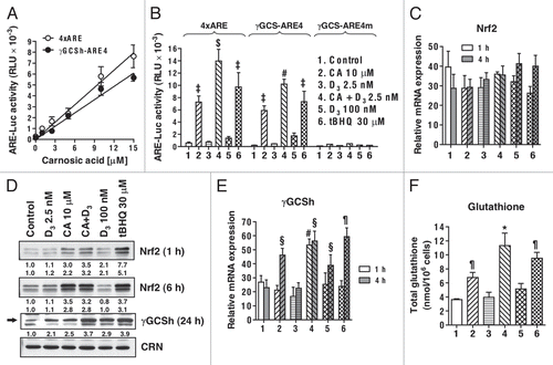 Figure 3 Carnosic acid (CA) and 1,25D (D3) cooperate in the activation of the Nrf2/ARE transcription system and glutathione synthesis in U937 cells. (A) Dose-dependent transactivation of the 4xARE-Luc and γGCSh-ARE4-Luc by CA. Luciferase activity was measured in transiently transfected cells following 24 h incubation with CA, as described in Material and Methods. (B) CA and D3 cooperatively transactivate the 4xARE-Luc and γGCSh-ARE4-Luc, but not the γGCSh-ARE4m-Luc containing mutated ARE4 sequence. Luciferase activity was measured following 24 h incubation with the indicated agents, as in (A). tBHQ was used as the positive control. #p < 0.01 and $p < 0.001 versus CA alone. ‡p < 0.001 versus control. (C) Treatment with CA and D3 does not affect Nrf2 mRNA expression. Cells were incubated with the indicated agents for 1 or 4 h followed by isolation of total mRNA and qRT-PCR analysis, as described in Material and Methods. (D) CA, but not D3, induces elevation of Nrf2 protein levels while the two agents cooperate in the induction of γGCSh. Cells were incubated with the indicated agents for 1 and 6 h (for Nrf2 detection) or 24 h (for γGCSh detection) followed by lysis and western blot analysis, as described in Material and Methods. Calreticulin (CRN) was used as the protein loading control. A representative of three similar blots is shown. (E) CA and D3 cooperatively activate the γGCS mRNA expression. Cells were treated with the indicated agents for 1 and 4 h followed by qRT-PCR, as described above. #p < 0.01 versus CA alone. §p < 0.05 and ¶p < 0.01 versus control. (F) CA and D3 cooperatively elevate the total glutathione levels. Cells were incubated with the indicated agents for 24 h followed by the glutathione reductase recycling assay, as described in the Material and Methods. *p < 0.05 versus CA alone. ¶p < 0.01 and versus control. The treatment groups in (B, C, E and F) are designated “1” to “6” as indicated in (B). (A–C, E and F) The data are the means ± SE of at least three independent experiments performed in duplicate or triplicate.