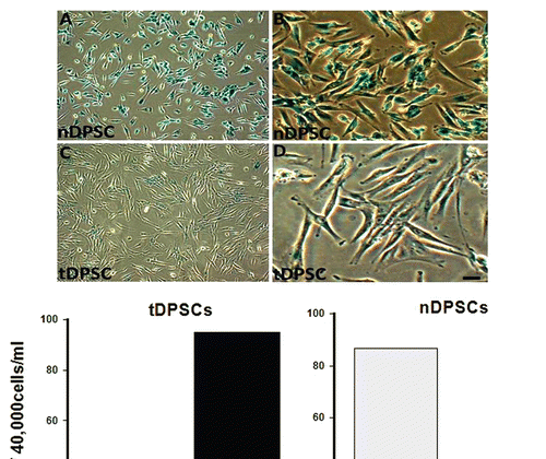 Figure 3 β-galactosidase staining in cultured human dental pulp stem cells. Cells were stained and photographed at 100x (A and C) or 200x (B and D) magnification. (A and B) Early passage nDPS C showing > 80% positivity and (C and D) Late passage tDPSCs showing < 10% positivity for β-galactosidase staining both depicted in the graph above. Positive staining disappeared after re-plating tDPSCs.