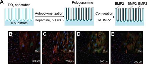 Figure 10 The surface functionalization of TNTs with BMP2 for cell proliferation and differentiation.Notes: (A) Schematic illustration of the conjugation of BMP2 onto TNTs. Fluorescence images of MSCs adhered to (B) Ti, (C) BMP2-PDOP-Ti, (D) 30 nm TNTs, (E) BMP2-PDOP-30 nm TNTs. Cells were stained with actin filaments (red), cell nuclei (blue), and vinculin (green) in this study. Reprinted with permission from Lai M, Cai K, Zhao L, Chen X, Hou Y, Yang Z. Surface functionalization of TiO2 nanotubes with bone morphogenetic protein 2 and its synergistic effect on the differentiation of mesenchymal stem cells. Biomacromolecules. 2011;12:1097–1105.Citation104 Copyright (2011) American Chemical Society.Abbreviations: BMP2, bone morphogenetic protein 2; TNT, titania nanotube; MSCs, mesenchymal stem cells; PDOP, polydopamine.