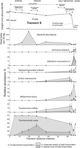 Figure 3 Profile and lateral distribution of main vegetation types of Waikawa Harbour salt marsh south transect (S). Lateral distribution of absolute abundance of total (dead plus stained) foraminiferal tests and relative abundances (of total foraminiferal tests) of stained and dead specimens of dominant species. Distributions are shown laterally rather than vertically (as in Figs 4, 5) to illustrate the influence of the proximity to the eroding bank.