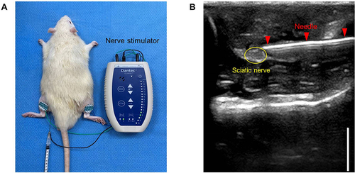 Figure 1 Rat model of sciatic neuritis established using a nerve stimulator and ultrasound-guided carrageenan injection. (A) Rat modeling using nerve stimulator. (B) Imaging of ultrasound-guided injection. The scale bar is 5 mm.