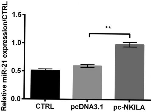 Figure 3. NKILA positively regulated miR-21 expression. When pc-NKILA was transfected into MRC5 cells, miR-21 level was remarkably enhanced. **p<.01.