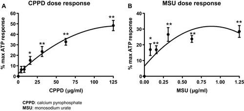 Figure 1 The stone DAMPs CPPD and MSU activate caspase-1 in a dose-dependent manner. Urothelial cells were incubated overnight prior to treatment with either CPPD (A) or MSU (B) for 24 hrs. Additional wells were treated with 1.25 mM ATP for 1 hr to indicate maximal caspase-1 activation and DAMP-treated wells were normalized to these ATP-treated wells. n=9 for all doses of CPPD and MSU. *p<0.05; **p<0.01 by one-way ANOVA and Dunnett’s post-hoc test.