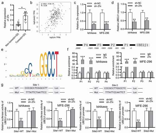 Figure 5. Zfx binds to UBE2J1 promoter. (a) Zfx expression in EC tissues and adjacent normal endometrial tissues was tested via RT-qPCR. (b) The correlation between zfx and UBE2J1. (c) Knockdown efficiency of sh-zfx. (d) UBE2J1 expression in zfx-silenced cells. (e) The binding motif between zfx and UBE2J1 promoter. (f) The binding capacity between zfx and UBE2J1 promoter was determined using ChIP assay. (g) The binding capacity between zfx and UBE2J1 promoter was assessed using luciferase reporter assay. *P < .05, **P < .01. ***P < .001.