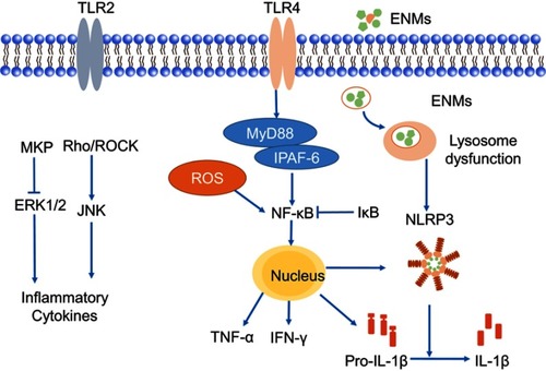 Figure 3 Possible mechanisms of releasing pro-inﬂammatory cytokines in microglia. Engineered nanomaterials (ENMs) can provoke TLRs like TLR2 and TLR4. TLR4 can further activate NF-κB pathway, which results in the release of inflammatory cytokines. ENMs can also activate ERK1/2 by inhibiting MKPs (MAPK phosphatases), and then cause the release of inflammatory cytokines.