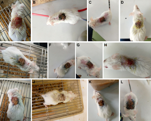 Figure 2 Photograph of excision wound test result for negative control (A), ME 2.5% (B), ME 5% (C) and 2% nitrofurazone (D), EAF 2.5% (E), EAF 5% (F), MEF 2.5% (G), MEF 5% (H), AQF 2.5% (I), AQF 5% (J), HF 2.5% (K), and HF 5% (L) respectively, on day 8.