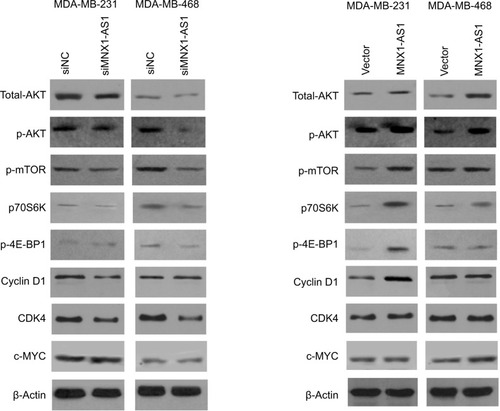 Figure 6 The effect of MNX1-AS1 knockdown/overexpression on its downstream targets in AKT/mTOR signaling pathway was assessed by Western blot.