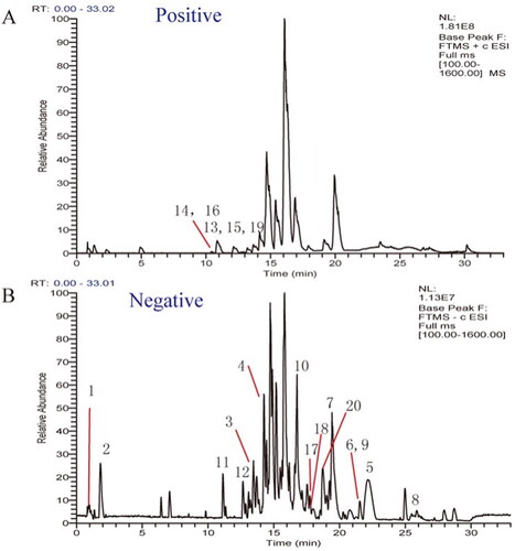 Figure 3. Total ion chromatograms of serum after the administration of by UPLC-LTQ-Orbitrap-MS. (A) Total ion current graph in positive ion mode. (B) Total ion current graph in negative ion mode.