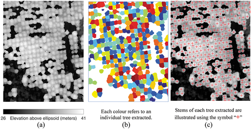 Figure 7. (a) DSM of test site #3; (b) Automatically extracted regions; (c) Stems of individual trees.