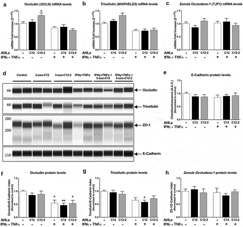 Figure 4. mRNA and total protein levels of occludin, tricellulin and ZO-1 upon exposure to each AHL in basal or inflammatory conditions. Caco-2/TC7 cells were treated on their apical side by each AHL (150 µM, 48 h) or on their basal side by IFNγ+TNFα (50 ng/mL, 48 h). Treatments were performed individually or in combination as indicated. (a, b, c) mRNA levels were determined by (RT)-qPCR for occludin gene (OCLN) (a, ordinary one-way ANOVA ****P < .0001), tricellulin gene (MARVELD2) (b, Kruskall-Wallis test ****P < .0001) and Zonula Occludens-1 gene (TJP1) (c, ordinary one-way ANOVA P = .36). Results are expressed as 2−ΔΔCt using cyclophylin as the house keeping gene (mean ± SEM of triplicates from 3 independent experiments). (d) Total protein levels of occludin, tricellulin and Zonula Occludens-1 and E-cadherin were quantified by Wes TM capillary electrophoresis. Reconstructed images are displayed, based on the area under the curve from chemiluminescence signal obtained for one experiment (representative of 3 independent experiments). Molecular weight markers (in kDa) are indicated on the left. (e) Total E-cadherin protein levels (Areas under the curve from chemiluminescence results, ordinary one-way ANOVA P = .82). (f, g, h) Total protein levels of occludin (f, ordinary one-way ANOVA ***P < .001), tricellulin (g, ordinary one-way ANOVA **P < .01), and ZO-1 (h, ordinary one-way ANOVA P = .8): areas under the curve from chemiluminescence results are normalized to respective E-Cadherin levels, which do not differ between conditions (e), and expressed as ratio values normalized to the control condition (mean ± SEM of duplicates from 3 independent experiments). For a-c and e-h, respective Holm-Sidak’s or Dunn’s posttests * P < .05 and ** P < .01 vs. control. C12 stands for 3-oxo-C12; C12:2 stands for 3-oxo-C12:2