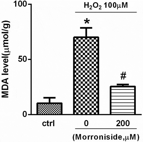 Figure 4. Effect of MR on H2O2-induced lipid oxidation. Cells were pretreated with 200 µM MR for 24 h followed by 100 µM H2O2 for 12 h. *P< 0.05 vs. the control group; #P< 0.05 vs. the only H2O2 treatment group