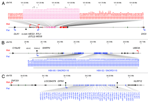 Figure 1. Human imprinted domains with clustered non-coding RNAs. (A) The DLK1-DIO3 imprinted domain on chromosome 14q32.2 contains 53 microRNAs and 38 C/D-box small nucleolar RNAs (C/D snoRNAs). Eight piwi interacting RNAs (piRNAs) were identified in human testis and map uniquely to the five snoRNAs marked with an asterisk: SNORD113–1 is the precursor of piR-31650 (*); SNORD114-1 of piR-34456, piR-33510 and piR-34420 (***); SNORD114-3 of piR-34372 (*); SNORD114-22 of piR-33372 and piR-34929 (**); SNORD114-23 of piR-34291 (*).Citation30 (B) The Prader-Willi Syndrome (PWS) and Angelman Syndrome (AS) imprinted domain on chromosome 15q11–13 contains five snoRNAs and two clusters of 29 and 47 snoRNAs, respectively. (C) The chromosome 19 microRNA cluster (C19MC) on chromosome 19q13 contains 46 microRNAs. Small RNAs expressed from the maternal allele are colored in red (Mat), while small RNAs expressed from the paternal allele are indicated in blue (Pat). Arrows indicate transcriptional start sites, green boxes indicate CpG islands, and black lollipops indicate differential DNA methylation (above the black line: methylation on the maternal allele; below the line: methylation on the paternal chromosome).