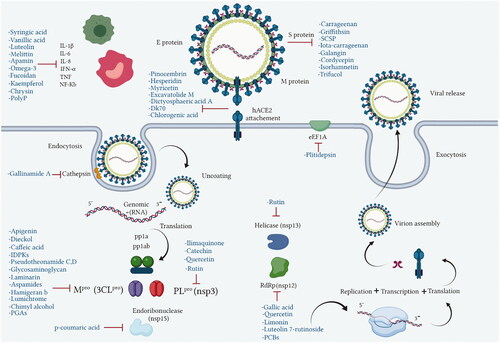 Figure 3. Molecular targets of anti-viral natural products from marine, animal and microbial sources.