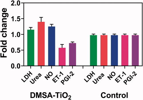 Figure 4. The ratio of DMSA-TiO2 on HAoECs injury markers and endocrine factors. HAoECs incubate with 0.02 mg ml−1 of DMSA-TiO2 (0.01 and 0.02 mg/ml) and along with Urea 6 M for 24 h. Percentages are relative to the control (untreated) cells (free DMSA-TiO2).