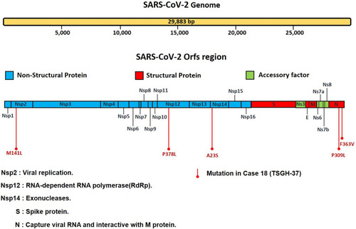 Figure 4 Novel nucleotide substitutions found via whole-genome analysis of the asymptomatic case, Case 18.