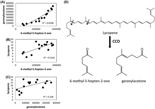 Fig. 4. Correlation between apocarotenoid volatiles and lycopene content, and the pathway of synthesis of apocarotenoids from lycopene by carotenoid cleavage dioxygenase in tomato.