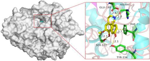 Figure 8 Binding pattern of (S)-coclaurine) and AChE protein.