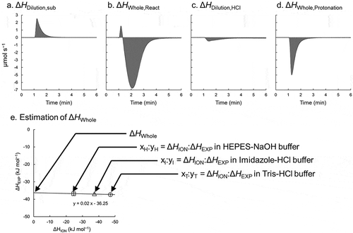 Figure 3. ITC measurement to estimate the whole catalytic enthalpy change.Panels a to d represent raw plots in ITC measurements. The heat of each event is calculated as the integrated area of each injection. To estimate the experimentally determined enthalpy change (ΔHEXP), the ΔHDilute,Sub (a) and ΔHWhole,React (b) are measured by injecting PPi solution into reaction solution without and with PPase, respectively. To estimate the ionization enthalpy change (ΔHION), the ΔHDilution,HCl (c) and ΔHWhole,Protonation (d) are measured by injecting HCl solution into pure water (or salt solution) and buffer solution, respectively. (e) Estimation of the ΔHWhole. The correlation between the resulting ΔHEXP and ΔHION values in different buffer system are plotted.