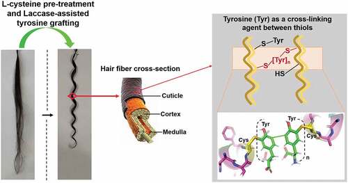 Figure 7. Mechanism of hair curling via L-cysteine pre-treatment followed by laccase-assisted tyrosine grafting.