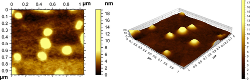 Figure S1 Atomic force microscopic images of CMCS-OH30 NP after the storage of 7 days at 4°C.Abbreviation: CMCS-OH30 NP, carboxymethyl chitosan nanoparticles.