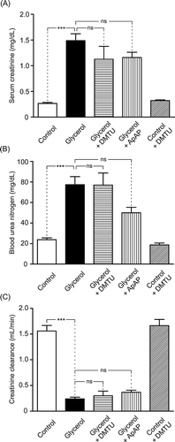 Figure 8. Serum creatinine (A) level, blood urea nitrogen (BUN) (B) level, and creatinine clearance (C) of control group, glycerol-injected rats, and dimethylthiourea or acetaminophen-treated rats. DMTU, dimethylthiourea; ApAP, acetaminophen; ns, not significant. The values are expressed as mean ± SEM. n = 7 for each group.Note: ***p < 0.001.