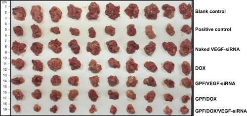 Figure 12 Image of tumors of blank control, positive control, naked VEGF-siRNA, DOX, GPF/VEGF-siRNA, GPF/DOX, and GPF/DOX/VEGF-siRNA (n=10).Abbreviations: DOX, doxorubicin; GPF, graphene oxide-poly-l-lysine hydrobromide/folic acid; siRNA, small interfering RNA; VEGF, vascular endothelial growth factor.