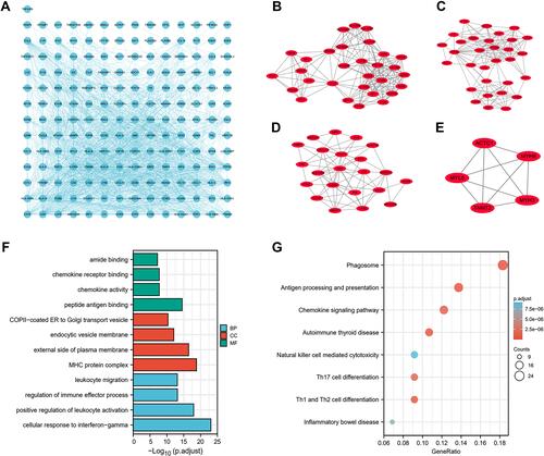 Figure 2 PPI network and enrichment analyses (A) The PPI network of DEGs constructed using Cytoscape. (B–E) Four clusters identified via MCODE plugin. (F) GO enrichment analysis of DEGs. (G) KEGG enrichment analysis of DEGs.