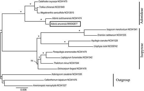 Figure 1. Phylogenetic tree reconstruction of 16 taxa of Ranunculaceae using ML method. Relative branch lengths are indicated. Support values above the branches are ML bootstrap support; “*” indicates 100% support values.