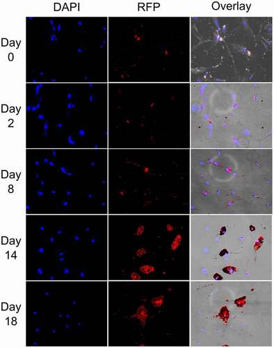 Figure 6. Oil red O lipid and DAPI staining of SGBS cells at different stages of differentiation from day 0–18 (10× magnification).