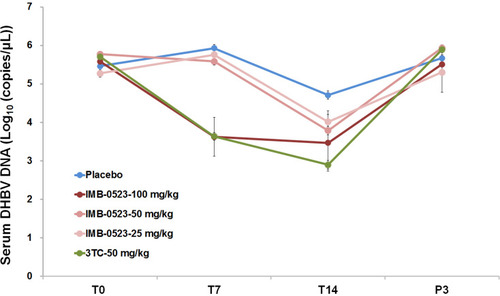 Figure 3 In vivo antiviral activity of IMB-0523 in a duck HBV model. DHBV-infected ducks were treated with three doses of IMB-0523 at 25 mg/kg, 50 mg/kg, and 100 mg/kg or the vehicle via oral gavage daily. 3TC treatment serves as positive controls. Five duck were included in each group. Blood was collected on day 0 (T0, before treatment), 7 (T7) and 14 (T14) days posttreatment and 3 days after treatment cessation (P3) and serum DHBV DNA was extracted and analyzed by a quantitative PCR assay. Mean values ± SD are plotted for each group (n=5).