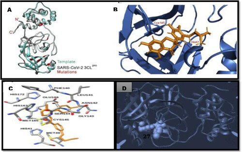 Figure 7. Molecular docking findings of SARS-CoV-2 protease, 3Clpro A. Cartoon representation of the 3CLpro monomer model of SARS-CoV-2 B. Docking of 5,7,3′,4′-tetrahydroxy-2’-(3,3-dimethylallyl) isoflavone inside the receptor-binding site of SARS-CoV-2 3CLpro (ul Qamar et al., Citation2020). C. Ligand 27 from the compounds library D. ligand 27 in the binding pocket of 3CLpro of SARS-CoV-2 (Macchiagodena et al., Citation2020).