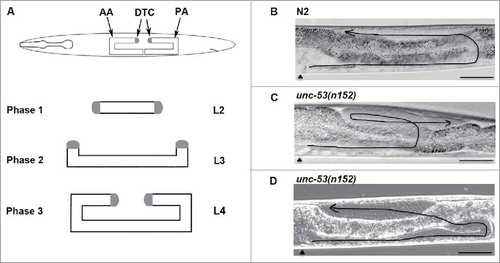 Figure 1. unc-53 gene activity is required for proper Distal tip cell migrations: (A) The graphic depicts the U-shaped morphology of the adult gonads and the three migratory phases of DTCs. Phase 1 commences during the L2 stage along the anteroposterior (AP) axes followed by Phase 2 in the L3 stage along the dorsoventral (DV) axes. Cessation of migration occurs in the L4 stage in the midbdoy region, where the two gonad arms migrate centripetally along the AP axes. Representative Differential Interference Contrast (DIC) micrograph of L4 stage animal, where midbody region () is on the left, with dorsal side up, displaying the normal U-shaped adult gonad morphology. (B) N2, wild type animal with proper U-shaped morphology of adult gonad posterior arm exhibiting the three migratory phases. (C) unc-53(n152) animal, exhibiting DTC phase 3 AP polarity reversal path-finding defect, where during phase 3 the posterior gonad arm migrates centrifugally. (D) unc-53(n152) animal, exhibiting DTC phase 2 path-finding defect. Scale bar: 50 μm.