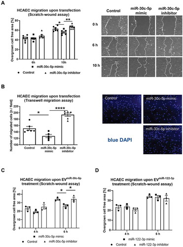 Figure 8. (A) HCAEC migration upon miR-30c-5p mimic/inhibitor transfection at 10 nM final concentration for 24 h in a scratch-wound assay compared to control RNA transfection with representative images, n = 6. (B) HCAEC migration upon miR-30c-5p mimic/inhibitor transfection at 10 nM final concentration for 24 h in a transwell migration assay compared to control RNA transfection with representative images, n = 6. C, D) HCAEC migration upon treatment with EVmiR−30c−5p-mimic and EVmiR−30c−5p-inhibitor (C) EVmiR−122−3p-mimic and EVmiR−122−3p-inhibitor compared to EVcontrol RNA (D) in a scratch-wound assay, n = 3. All data are presented as the mean ± SEM, *p < 0.05, **p < 0.01, ****p < 0.0001, one-way ANOVA + Tukey post-hoc test.