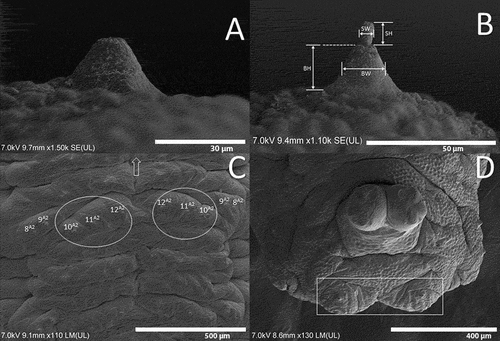 Figure 6. Abdomen of the third instar larva of Sphaerophoria rueppellii. A. Abdominal papilliform sensilla without setae; B. Abdominal papilliform sensilla with setae (BH, base height; BW, base width; SH, seta height; SW, seta width); C. Ventral surface of the second abdominal segment, with sensilla 8 − 12 (circle, locomotory organs) D. Dorsal view of the anal segment (rectangle, locomotory organs). Arrow indicates the head direction.