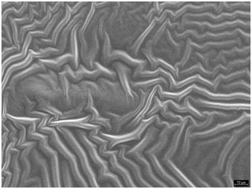 Figure 1. SEM micrographs of sodium carboxymethyl cellulose film.