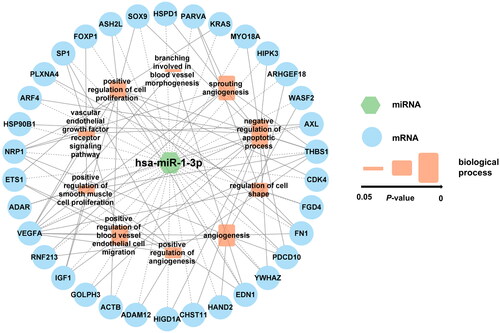 Figure 3. The hsa-miR-1-3p-mRNA-biological process interaction network. The network displays the association between hsa-miR-1-3p, predicted mRNAs and vital biological processes. Blue circle, mRNA. Green hexagon, hsa-miR-1-3p. Orange rectangle, biological process, the larger rectangle indicates a smaller P-value. Dash line, interaction between hsa-miR-1-3p and mRNAs. Solid line, interaction between mRNAs and biological processes.