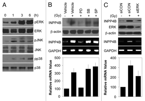 Figure 3. ERK-dependent induction of INPP4B expression by radiation in HEp-2 cells. (A) HEp-2 cells were treated with 10 Gy radiation for the indicated times. Expression and phosphorylation levels of MAPK proteins were determined by western blotting. (B) HEp-2 cells were left untreated (-) or treated (+) with 10 Gy radiation in the absence (Vehicle) or presence of 10 μM PD98059 (PD), 10 μM SB203580 (SB), or SP600125 (SP) and then incubated for 24 h. INPP4B protein levels were determined by western blotting using β-actin as a loading control (top). INPP4B transcript levels were determined by conventional RT-PCR (middle) or quantitative PCR (bottom). GAPDH was used as a loading control or an internal control. (C) HEp-2 cells were transfected with control siRNA (siCON) or 100 nM ERK-1/2 siRNA (siERK) for 48 h and then left untreated (-) or treated (+) with 10 Gy radiation for an additional 24 h. INPP4B and ERK protein levels were determined by western blotting using β-actin as a loading control (top). INPP4B transcript levels were determined by conventional RT-PCR (middle) or quantitative PCR (bottom). GAPDH was used as a loading control or an internal control. The data represent typical results or mean values with standard deviations (n = 3).