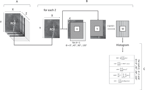 Figure 3. Process of GLHD (gray level histogram difference) features extraction from the region of interest (ROI; A, B, and C: the three steps necessary for the extraction of the GLHD texture features; X: number of pixels in the x axis, 575; Y: number of pixels in the y axis, 700; Z: number of LED, 19; V: image obtained after translation; U: initial image having the same number of pixel as the image V; W: image obtained after subtraction of pixel of image V from pixel of image U; MOY: Mean, VAR: Variance, ASM: Angular second moment, CONT: Contrast, ENT: Entropy).