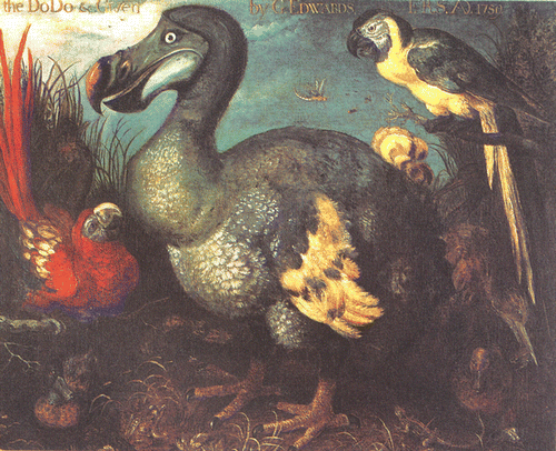 Figure 8 Dodo by Roelandt Savery. From Hume (Citation2006).