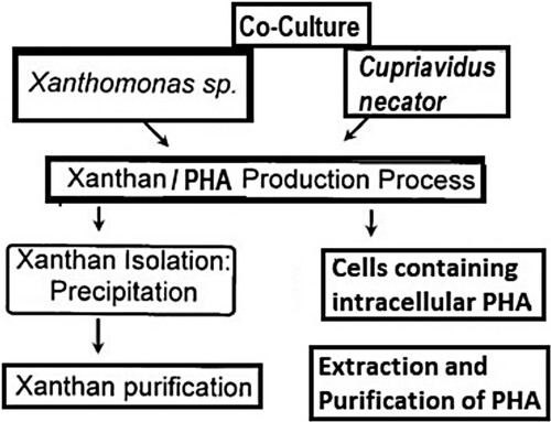 Figure 5. Flowchart of coproduction of PHA along with Xanthan gum.