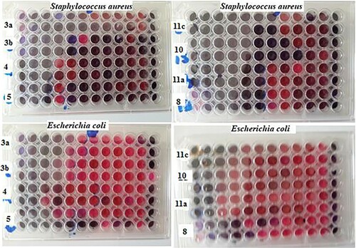 Figure 2. Minimum inhibitory concentration (MIC) and minimum bactericidal concentration (MBC) of promised compounds from the cup diffusion method 3a, 3b, 4, 5, 8, 10, 11a, and 11c against S. aureus (G+ve bacteria) and E. coli (G−ve bacteria).