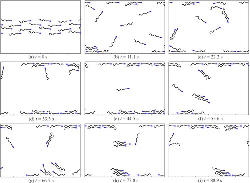Figure 12. The evolution of sperm distribution.