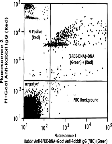 FIG. 3 Detection of BPDE-DNA adducts in splenic CD4+CD8− spleen cells. Mini-macs-isolated cells were treated with saponin + PI + rabbit anti-BPDE-DNA IgG + FITC-goat anti-rabbit IgG. Data shown are representative of 3 experiments.