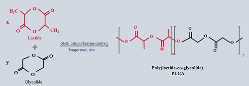 Figure 3. Chemical structure of poly(lactic-co-glycolic acid) and its monomers, and the synthesis of PLGA.